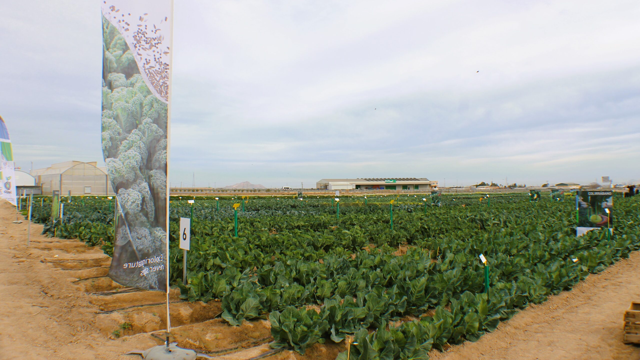 bejo iberica|bejo iberica brocoli salinas|bejo col muraco|bejo mariposa col rizada|bejo escarola|BEJO LECHUGA|bejo kale|bejo hinojo|bejo apio